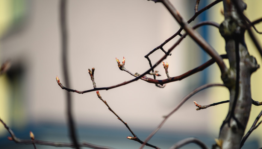 Яблони в парк-квартале Лайф благополучно перезимовали