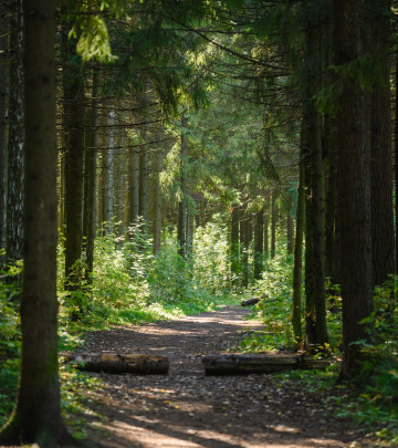 Зубаревский лес